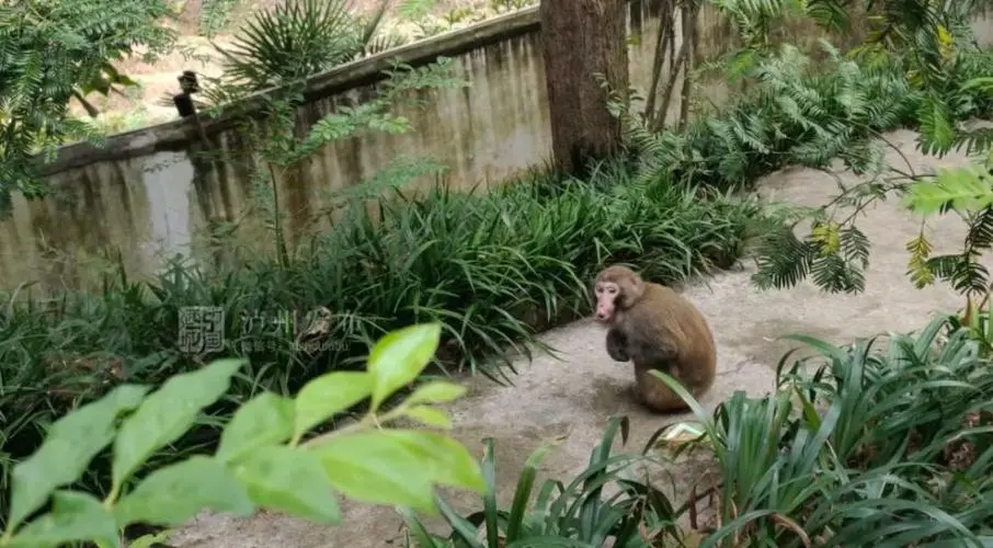 贵州一高校小猴子闯入宿舍“大闹天宫”，猴子为何会出现在校园内？