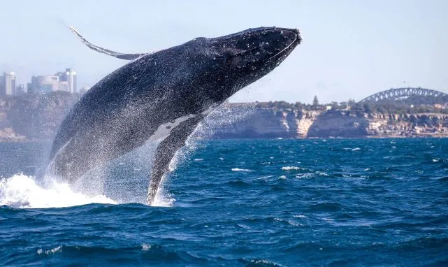 230头鲸鱼在澳大利亚搁浅，仅半数仍存活，究竟是什么原因导致了搁浅？