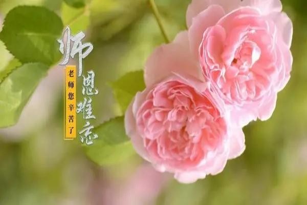 关于赞美老师的诗句