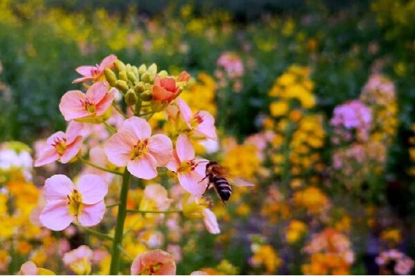 江西一大学培养出38种颜色油菜花，具体情况是怎样的？