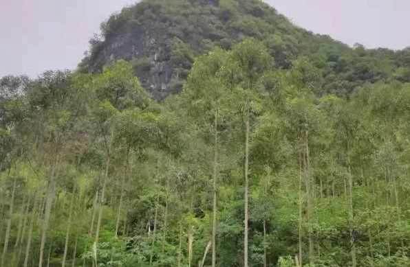 不幸！柳州失联六日驴友确认已遇难，他究竟是如何去世的？