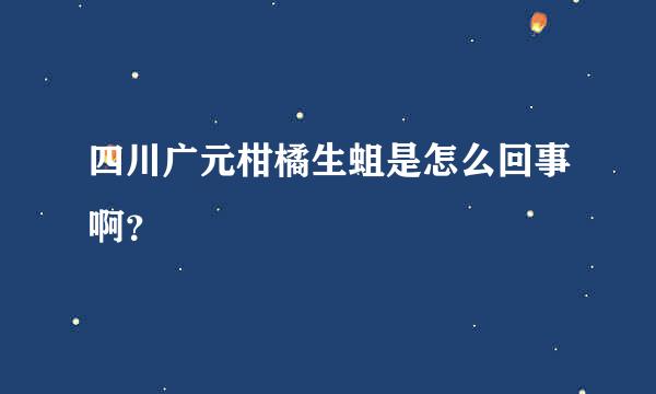 四川广元柑橘生蛆是怎么回事啊？