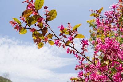 有花堪折直须折是什么意思