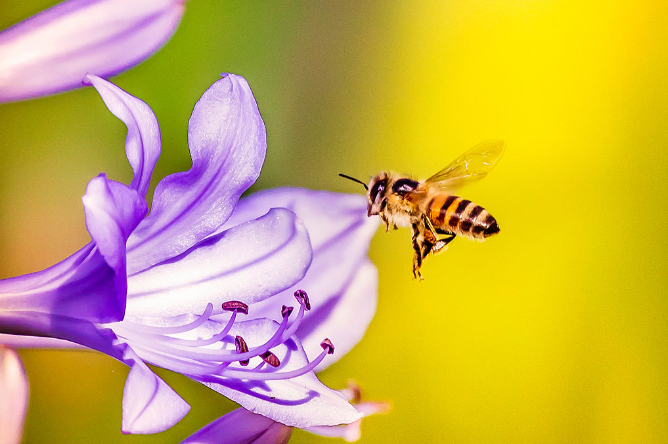 bee什么意思英语