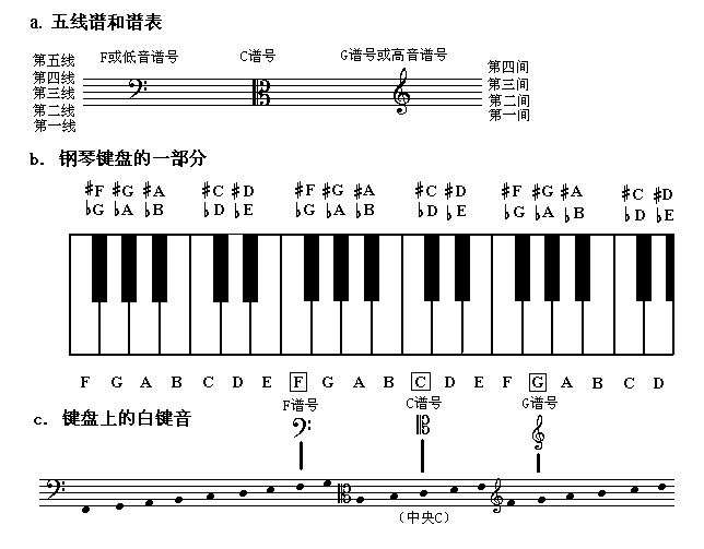 钢琴谱有三行，怎么看啊，初学者，不会看。