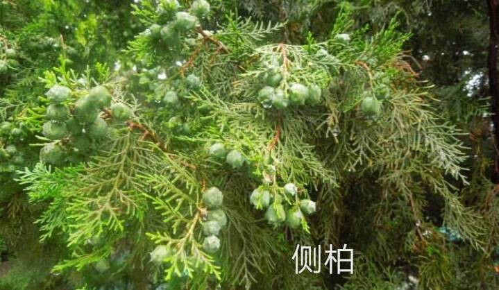 黄金串钱柳和侧伯是同一植物吗？