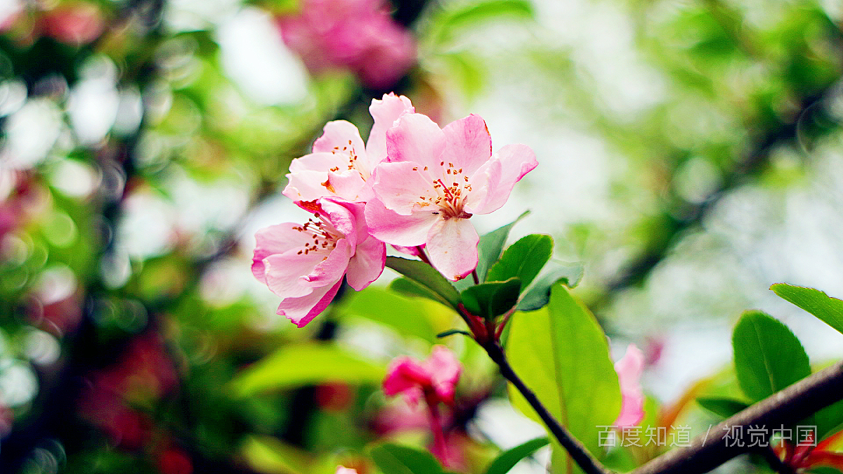 屁屁花怎么蔫了？？是缺水吗？？