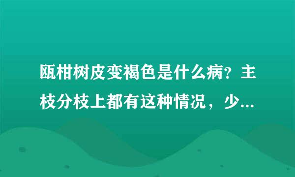 瓯柑树皮变褐色是什么病？主枝分枝上都有这种情况，少部分柑树。（如图）