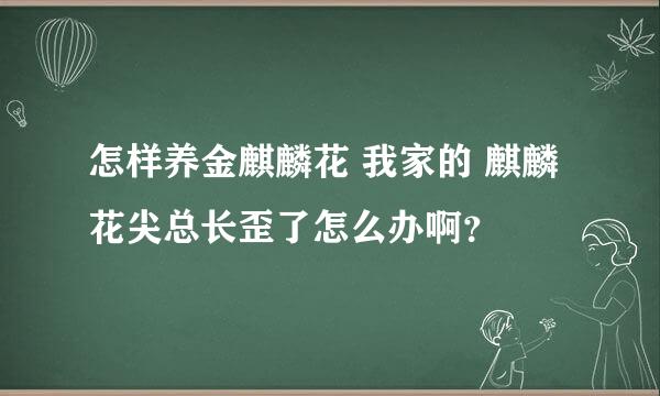 怎样养金麒麟花 我家的 麒麟花尖总长歪了怎么办啊？