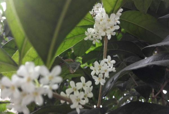 黄桂花和白桂花的区别