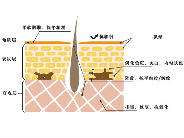 角质层可以修复增厚吗