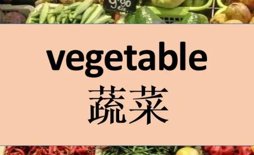 vegetable怎么读