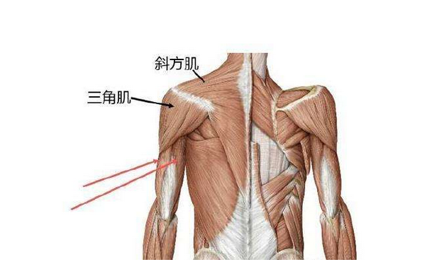 人体五大肌肉群图解