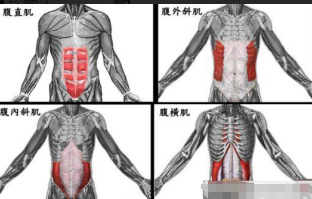 人体五大肌肉群图解