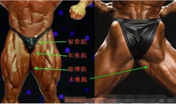 人体五大肌肉群图解