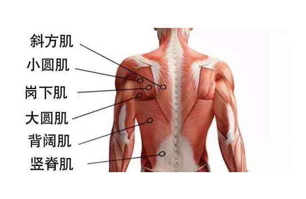 人体五大肌肉群图解