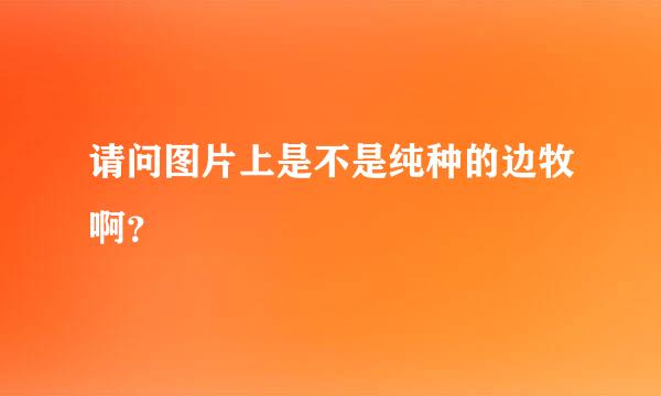 请问图片上是不是纯种的边牧啊？