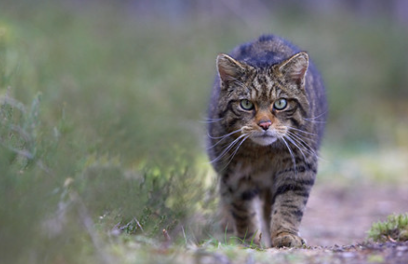 野猫和家猫有什么区别