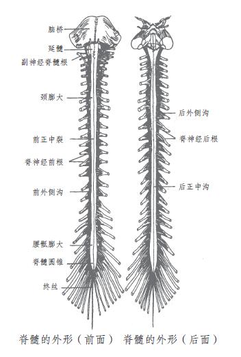 什么是坐骨神经？