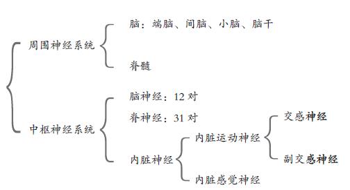 什么是坐骨神经？