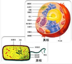 原核生物与原生生物的区别是什么？