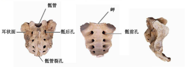 尾骨在哪里图片