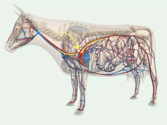 黄喉是牛的哪个部位