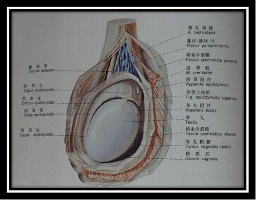 附睾能不能摸到?