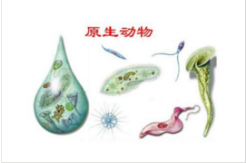 原核生物与原生生物的区别是什么？