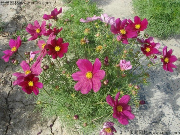 格桑花与波斯菊是同一种花吗?