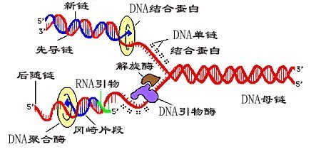 DNA半保留复制的术语解释