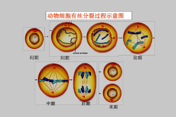 有丝分裂和二分裂的概念和区别？