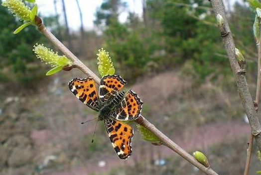 柳树什么季节发芽、开花、结果、凋谢？