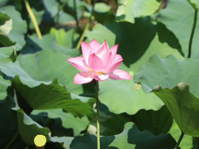 夏天都开什么花有什么花开