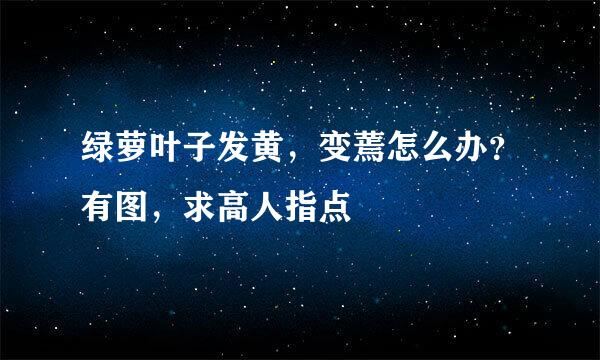 绿萝叶子发黄，变蔫怎么办？有图，求高人指点