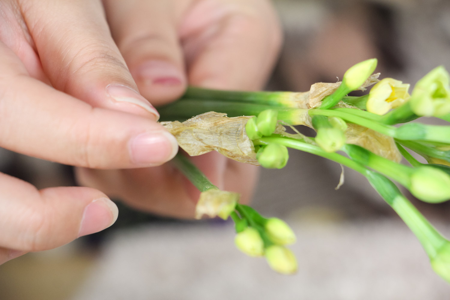 水仙的寓意和花语是什么？