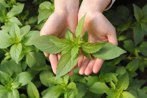 荆芥花盆种植方法