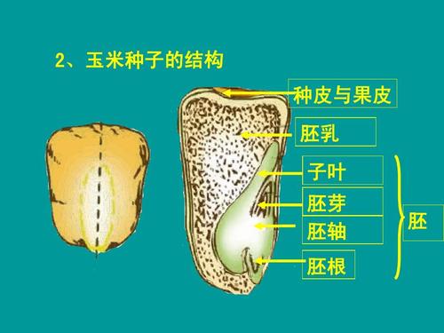 种皮的结构？详细点，急！！