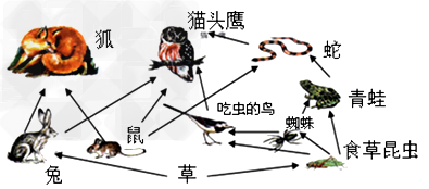 图中有几条食物链。请写出。