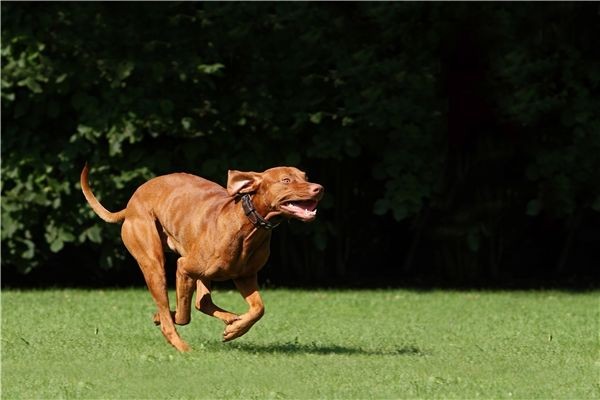 中国猎犬种类:中国十大猎犬是哪十种？