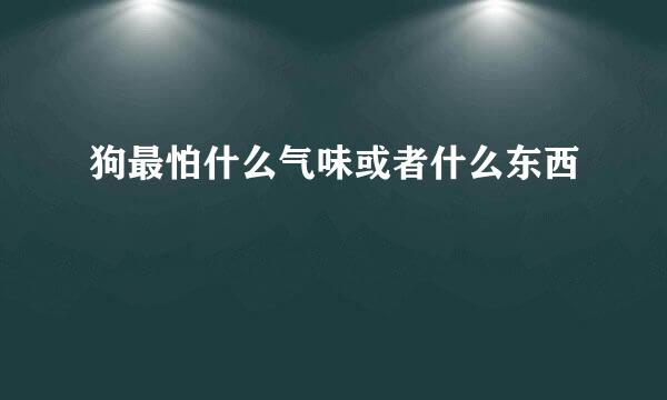 狗最怕什么气味或者什么东西