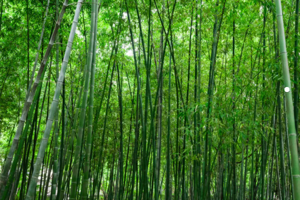 天目湖一日游怎么安排