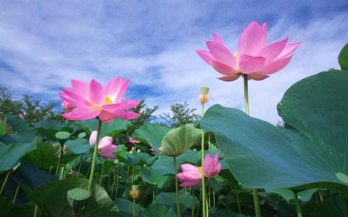 心如莲花什么意思