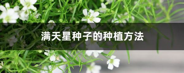 满天星种子怎么种（什么时候种） 满天星盆栽种久克器植方法