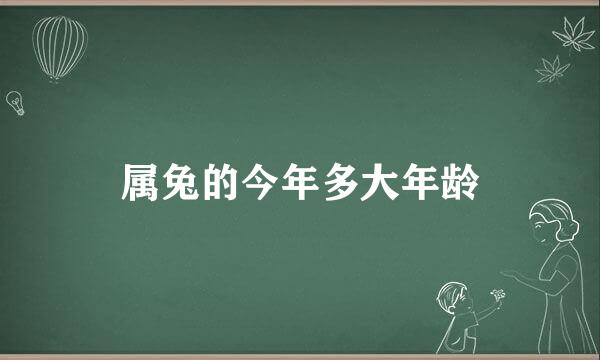 属兔的今年多大年龄