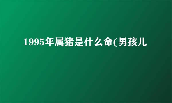 1995年属猪是什么命(男孩儿