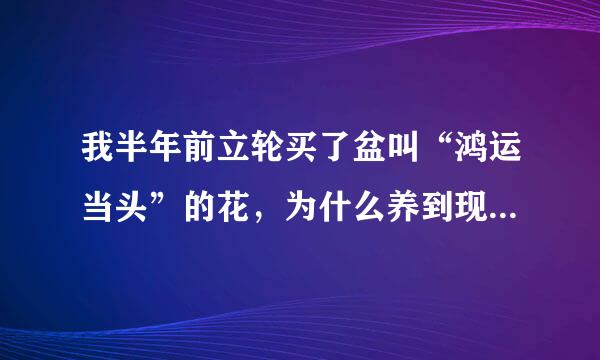 我半年前立轮买了盆叫“鸿运当头”的花，为什么养到现在中间的红色叶子越来越不红了，颜来自色越来越淡?