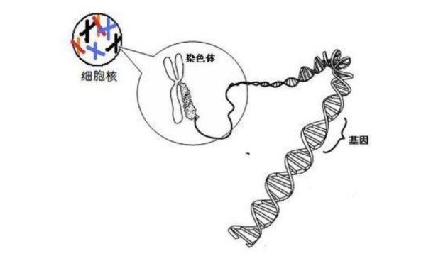 一条染色体上有个多少基因?