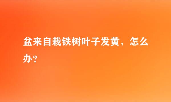 盆来自栽铁树叶子发黄，怎么办？