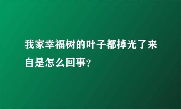 我家幸福树的叶子都掉光了来自是怎么回事？